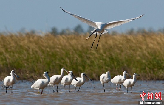 摄影家首次在盐城拍到来自韩国戴GPS黑脸琵