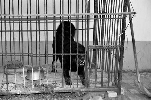 藏獒破笼咬住4岁男孩 六旬老夫妇狗口救人(图