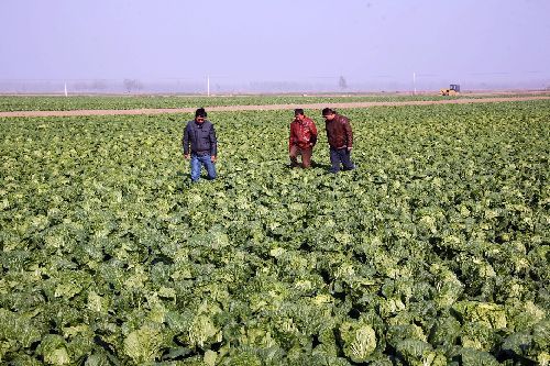 大白菜6分钱一斤无人问津 多地菜农弃收