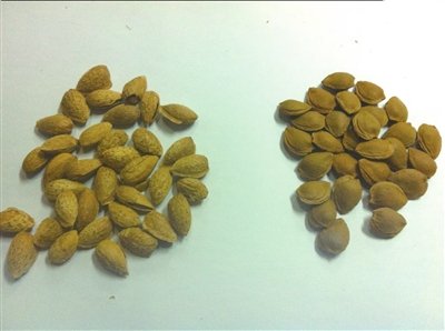 美国大杏仁实为扁桃仁 消费者被瞒数十载