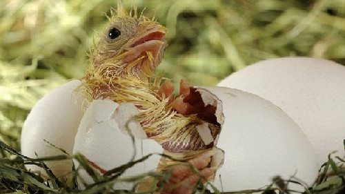 从受精到破壳 实拍鸡蛋孵出小鸡全过程