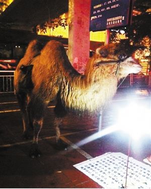 中年男牵著骆驼来乞讨 一路拉尿满大街<em>骚味</em>--北