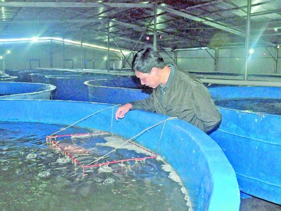 清流建成循环水养殖基地 实现节能减排和产品
