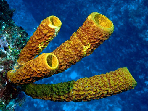 珍贵海洋生物!即将消失的加勒比珊瑚礁(组图【7】