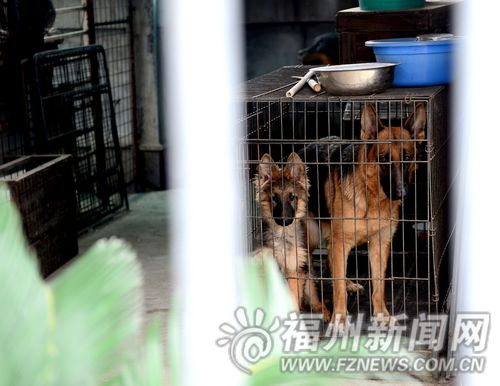 一住户天台上养狗扰民 狗主人不现身邻居天天