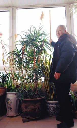 沈阳惊现巨型芦荟 "身高"二米六年年开花