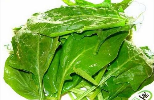 饮食养生:冬季蔬菜营养前三甲 菠菜是冠军