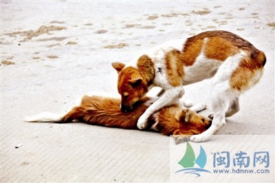 母狗被车撞公狗痴情守候6小时 欲吻醒爱人