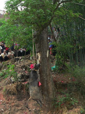 图七:将牛拉上村吊死,而后全村人吃牛肉祭祀大将军