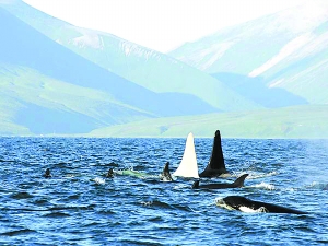 盘点十大最怪异物种: 鼹鼠长 怪异生殖器 (图)【
