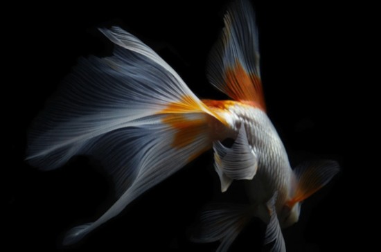 梦幻动物摄影:不可思议的大尾巴金鱼
