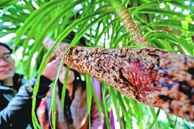 客好奇是否真流血 珍稀龙血树满身刀痕很受伤