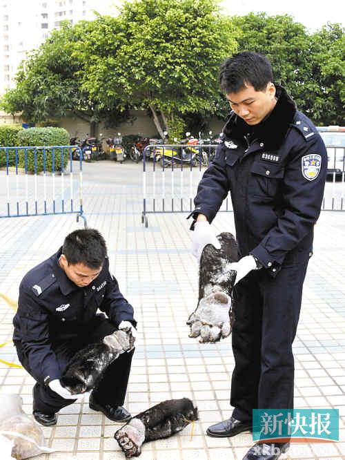 森林公安在行动中查获穿山甲118只,熊掌10只.