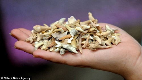 英一海洋馆清理水池 发现上万颗鲨鱼牙