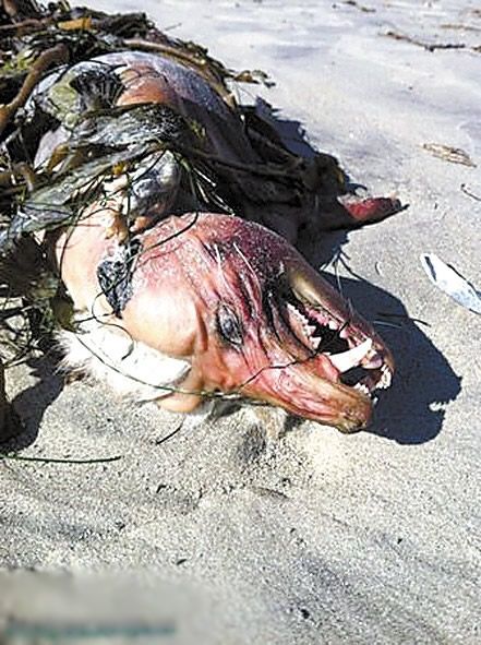 世界各地惊现<em>吸血</em>怪兽 世上真的有<em>吸血</em>鬼吗--河