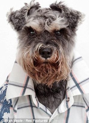 小狗穿衬衫打领带淡定摆pose卖萌(组图)