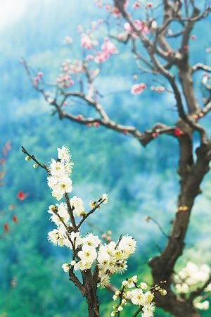 石家庄市植物园高清图片