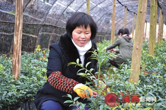 武平:种花卉走上致富之路