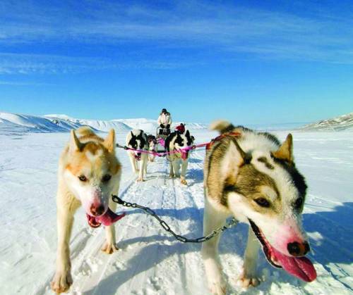 这里的雪橇犬体格健壮热爱奔跑,偌大的雪地平原任你信马由缰.