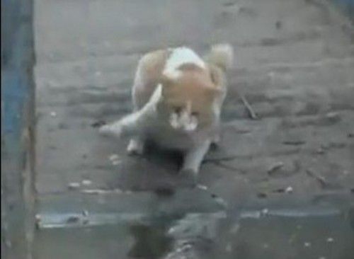 抓地鼠视频 18269234225010414635.jpg