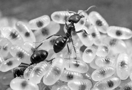 蚂蚁王后重女轻男?雌性蚂蚁能更好地照顾后