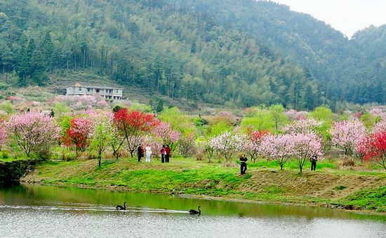 旅游局:闽侯推出赏花踏春游线路(图)