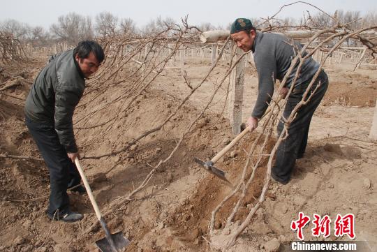 新疆吐鲁番葡萄开墩起春藤