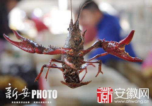 合肥龙虾因气温高提前一个月上市 价格与去年