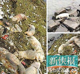 点击浏览下一页