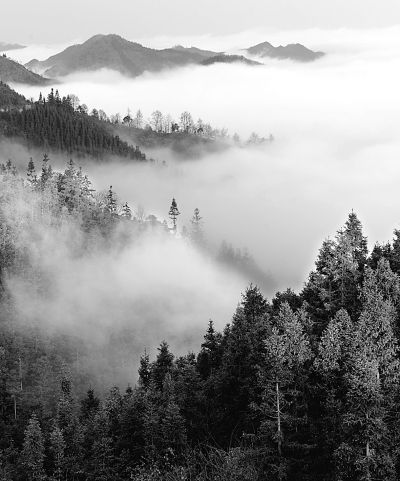 美丽中国 从林做起--访全国绿化委员会副主任、