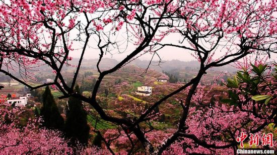 �Ĵ��ϳ�����������Ұ������޺�