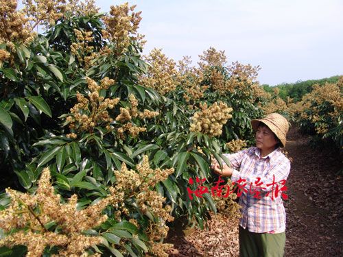 东路农场:职工加强荔枝管理