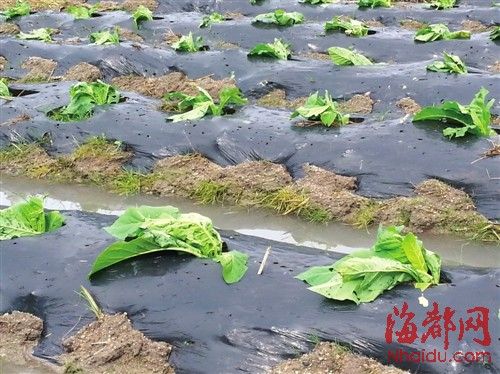 冰雹昨袭福建多地 23日或将迎来强对流天气(图