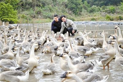 上坂村:打造龙岩最大的标准化生态养鹅基地(图