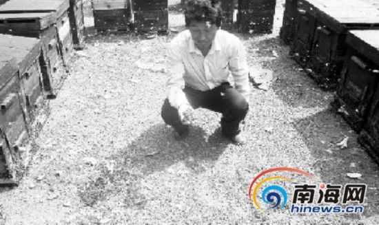 蜜蜂养殖户手捧死蜂。南国都市报记者吴长策摄