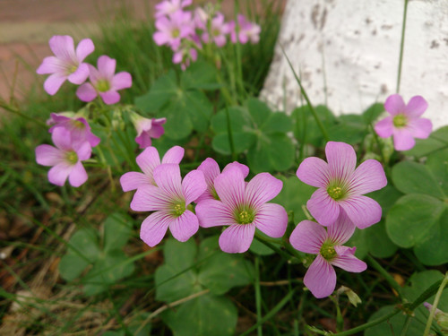 低调小巧 5寸1080p四核手机索尼L35h评测