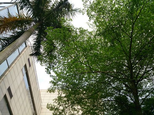 低调小巧 5寸1080p四核手机索尼L35h评测