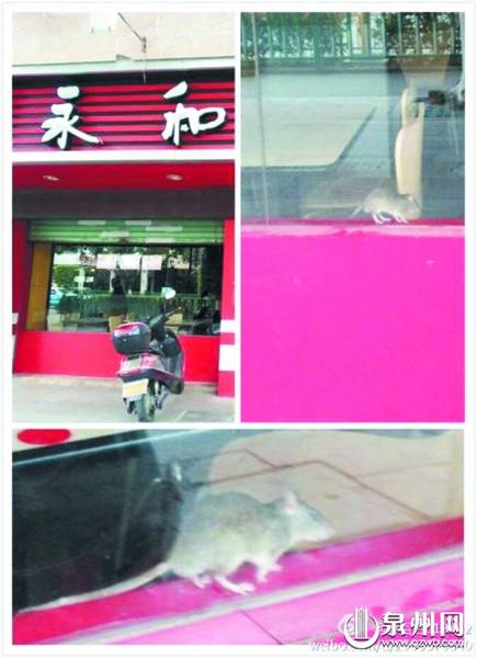 泉州一永和豆浆店内也现硕鼠? 关门转让无营业