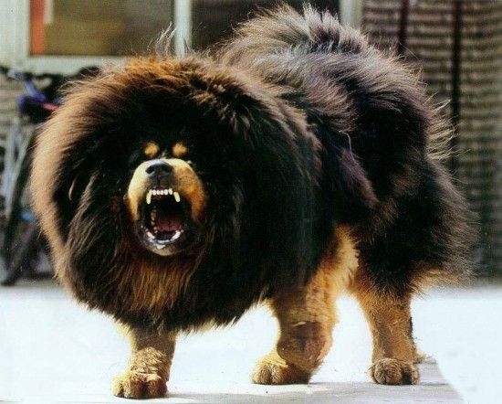 河北藏獒展上多只藏獒要价千万引争议天价藏獒揭秘图11