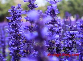 盘点十大鲜花的养生防病功效