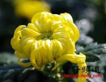 盘点十大鲜花的养生防病功效