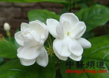盘点十大鲜花的养生防病功效