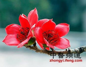 盘点十大鲜花的养生防病功效