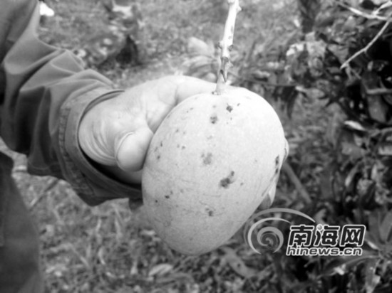 冰雹打过后,芒果黑点遍布 记者 崔嵛 摄