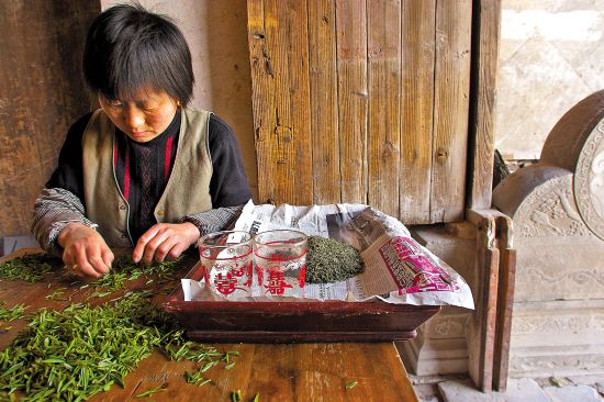 太湖春早:東渚賞脂玉 西山閑問茶