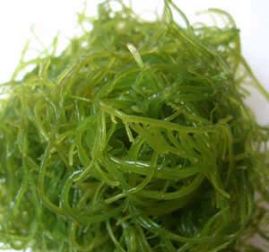 清热解毒防肝火旺 常吃12种蔬菜护肝 - 月亮 - 月亮欢迎你!