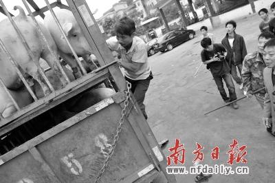 广州天河肉联厂停产两天 肉品未现断供(图)-肉