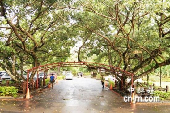 组图:台湾桃园夫妻交抱树 蒋介石宋美龄手植