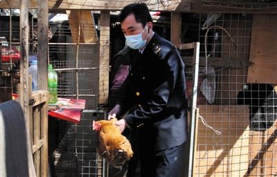 北京h7n9患儿所在村503只鸡鸭鹅已全部扑杀