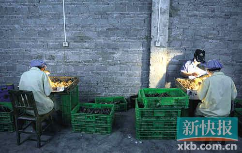 孵化场鸡苗被扔锅里烫死 老板:简直就是屠杀(组